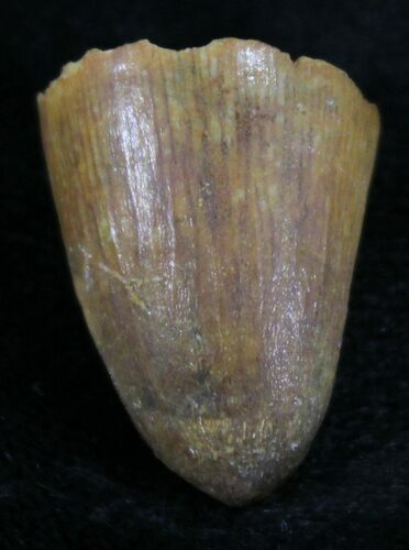 Cretaceous Fossil Crocodile Tooth - Morocco #25957